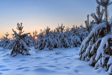 Winter pine forest after snowfall at dawn. Russia, Ural.