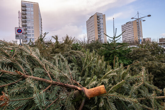 Mise en place début janvier par la Métropole de Rouen, de zones de collecte des sapins de Noël afin d'être recyclés