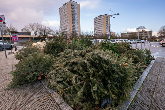 Mise en place début janvier par la Métropole de Rouen, de zones de collecte des sapins de Noël afin d'être recyclés