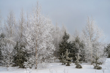 A corner of the forest with pines and birches is shrouded in light haze and white fluffy hoarfrost.