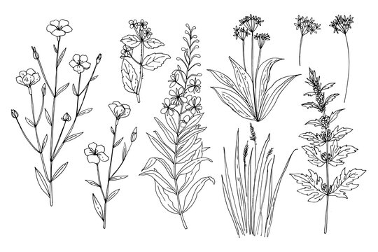 Wild flowers and meadow grasses. Summer field flowers. Botanical illustration. Perennial flax, Blooming Sally, Evergreen alkanet, Wild garlic, Leonurus