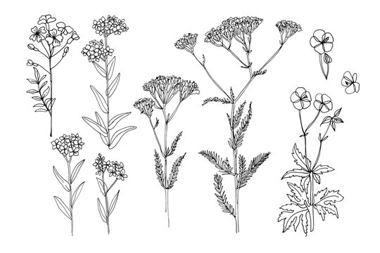 Wild flowers and meadow grasses. Summer field flowers. Botanical illustration. Cardamine pratensis, Myosotis, yarrow, Linum