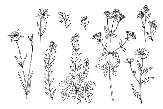 Wild flowers and meadow grasses. Summer field flowers. Botanical illustration. Shepherd's purse, Corncockle, Chamomile, Oríganum