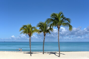 Palm on the beach. Cuba, Varadero. Blue sky and white sand. 