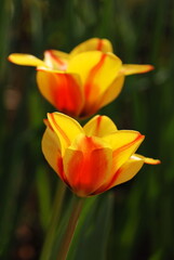 Obraz na płótnie Canvas Two tulips in garden. Spring flowers.