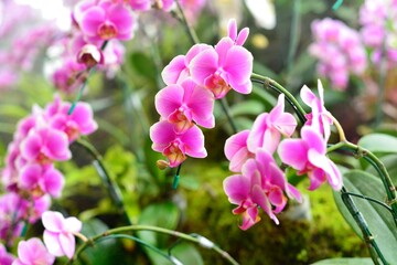 Fototapeta na wymiar Fresh Orchid in the Chiangmai garden