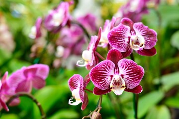 Fresh Orchid in the Chiangmai garden