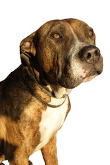 Pit bull dog on a transparent background he has a facial paralysis.