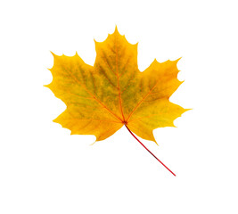 Autumn maple leaf bright on white background.