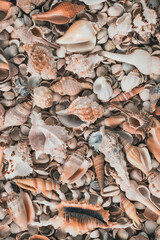 Seashells on the coast. Cockleshells. Background of shells. Summertime, vacation, travel, tourism concept - seashell lie on beach. Flat lay, top view, close-up