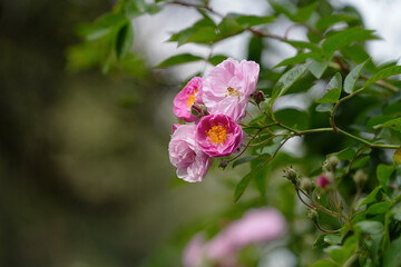 Pink flower full open pink rose on tree in green garden for background.