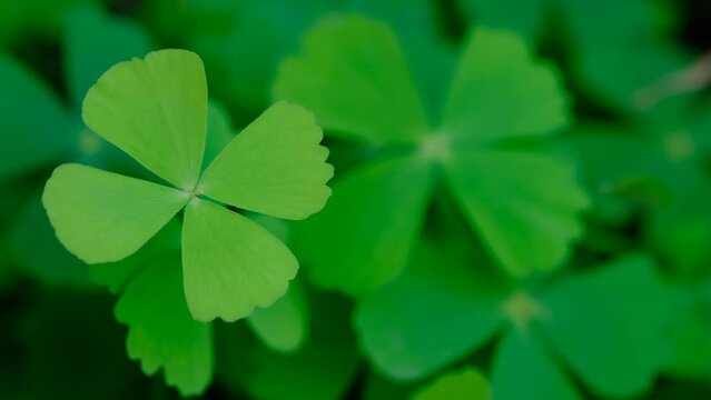 Good luck four leaf clover standing out from a field of clovers. Unique, rare, or special individual concept , Nature background. UHD 4k video
