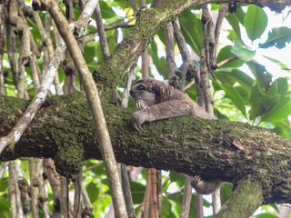 Sailing in the Caribbean, Boats and Beaches