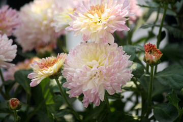  White Chrysanthemum (Improved Appleblossom) with pink-shaded petals : (pix Sanjiv Shukla)