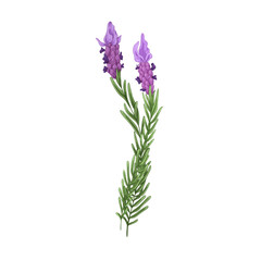 French lavender, blossomed flowers. Floral drawing of lavanda blooms. Provence lavandula branches. Aromatic lavander plant. Hand-drawn botanical vector illustration isolated on white background