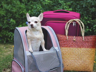 brown short hair chihuahua dog standing  in pet carrier backpack on green grass with travel accessories, pink luggage and  woven bag.