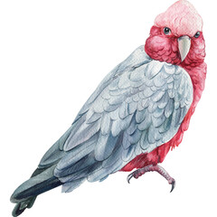 Parrot cockatoo watercolor illustration isolated on white background. Tropical beautiful birds. 