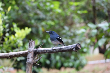 bird on a branch ,small bird, gray bird, house magpie, perched on the bamboo railing in the orchard 