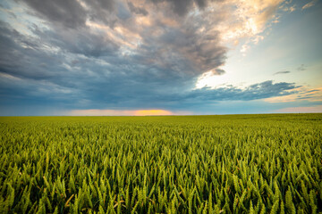 A beautiful industrial agricultural landscape with green wheat crops at a farm field