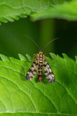 Black and yellow scorpionfly insect sits on a green leaf macro photography. Scoprpion fly insect sitting on a plant on a summer sunny day, close-up photo.