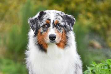 Dog portrait. Australian Shepherd looking at the camera