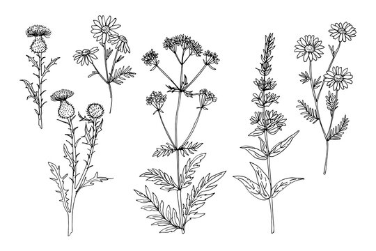 Wild flowers and meadow grasses. Summer field flowers. Botanical illustration. Ager-tidsel, Chamomile, Valeriana