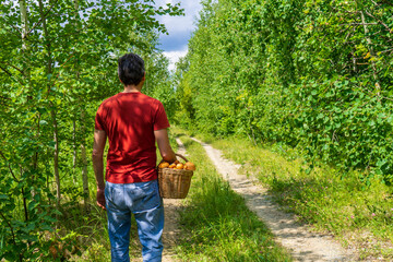 Rear view of man with wicker basket filled with aspen mushrooms. Mushroom picker walking alone country road against summer landscape with green trees and grass. Hobbies, active leisure concept