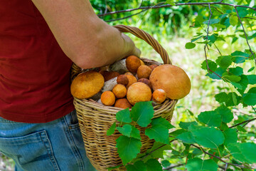 Rear view of man with wicker basket filled with aspen mushrooms. Mushroom picker walking alone country road against summer landscape with green trees and grass. Hobbies, active leisure concept