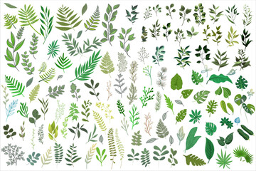 Green Plant Leaves Huge Collection Flat Vector. Set of forest herbs, branches, and tropical green leaves.