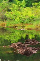 Fototapeta na wymiar 天然記念物指定湿原の奇景、新緑の水面に泥炭浮かぶ。