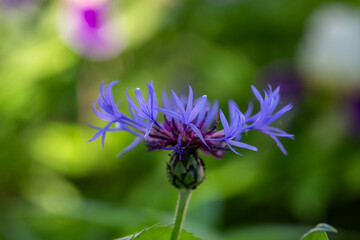 Blooming cornflower blue on a green background on a sunny day macro photography. Fresh bachelor's button flower with purple thin petals in springtime close-up photo.