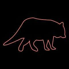 Neon raccoon Coon red color vector illustration image flat style