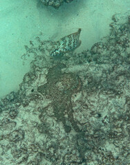 Close-up view of a Common Octopus (Octopus vulgaris) and a Honeycomb grouper (Epinephelus merra) near Top Soleil Beach, Mahe - Seychelles