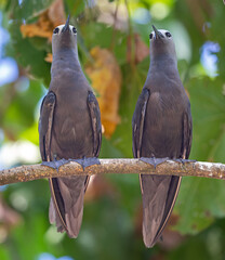 Close up of a pair of Common Noddy (Anous stolidus) at Cousin island, Seychelles 