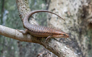 Close up of a Wright's skink (Trachylepis wrightii) at Cousin island, Seychelles 