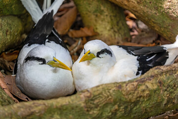Close up of a pair White-tailed tropicbirds (Phaethon lepturus) hatch their eggs at Cousin island,...