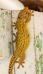 Close up of a Seychelles bronze gecko (Ailuronyx seychellensis) at Cousin island, Seychelles 