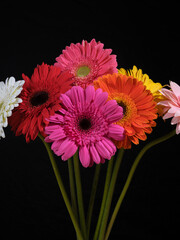 multicolored gerbera flowers