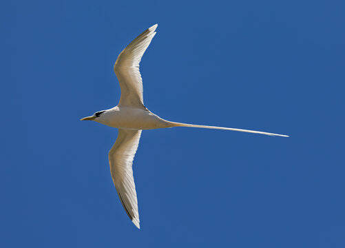 Flying White-tailed tropicbird (Phaethon lepturus) at at Cousin island, Seychelles 
