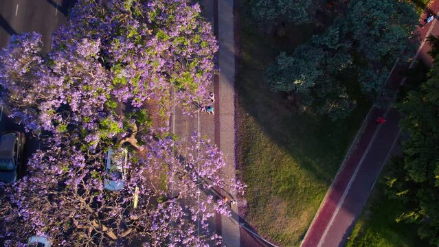 Overhead view of people doing physical activity with a lilac-flowered jacaranda tree, Recoleta, Buenos Aires, Argentina. Sidelight, epic sunset.