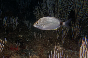 Annular seabream (Diplodus annularis) in Mediterranean Sea