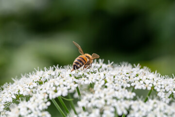 A bee pollinates an apple tree flower macro photography in springtime. A honey bee pollinates flowers with white petals close-up photo on a summer day.	