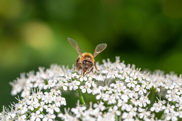 A bee pollinates an apple tree flower macro photography in springtime. A honey bee pollinates flowers with white petals close-up photo on a summer day.	