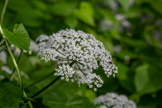 Ziegenkraut Bilder Durchsuchen 3,276 Archivfotos, und