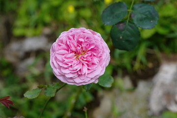 Pink flower full open pink rose on tree in green garden for background.