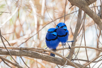 Beautiful splendid fairywren brothers are enjoying spending time together in Perth, Western Australia