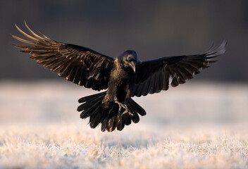 Raven bird ( Corvus corax ) in flight