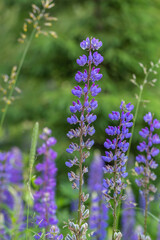 Blossom purple Lupinus flowers on a green background on a sunny day macro photography. Lupine wildflower with lilac petals close-up photo in summertime. Bluebonnet floral background.