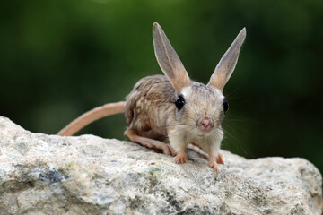 The Long-eared Jerboa (Euchoreutes naso).
