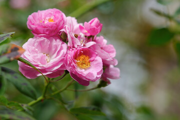 Fototapeta na wymiar Pink flower full open pink rose on tree in green garden for background.